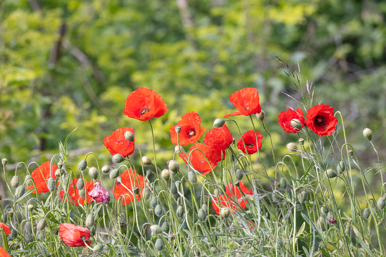 Klatschmohn [<em>Papaver rhoeas</em>], auch Mohnblume oder Klatschrose genannt