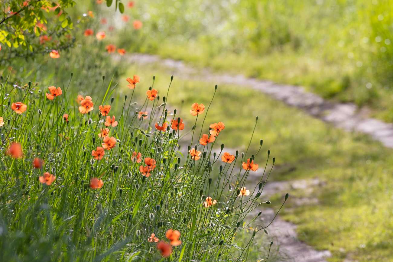 Überall blüht der Mohn ...