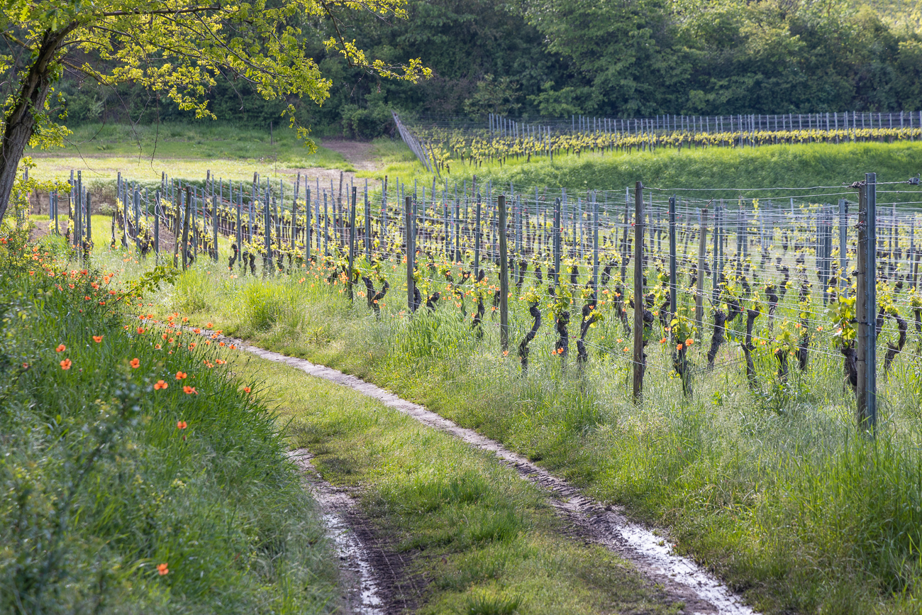 ... an den Rändern der Reben