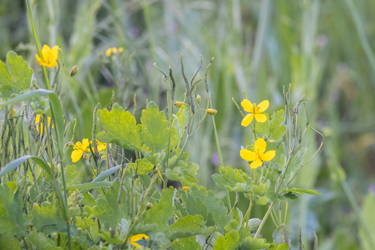 Schöllkraut [Chelidonium majus]