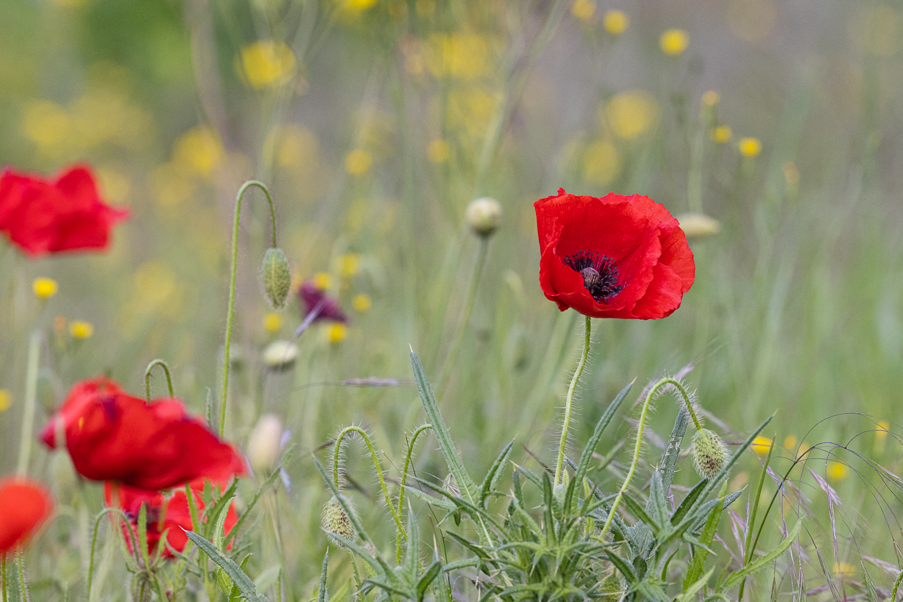 Klatschmohn