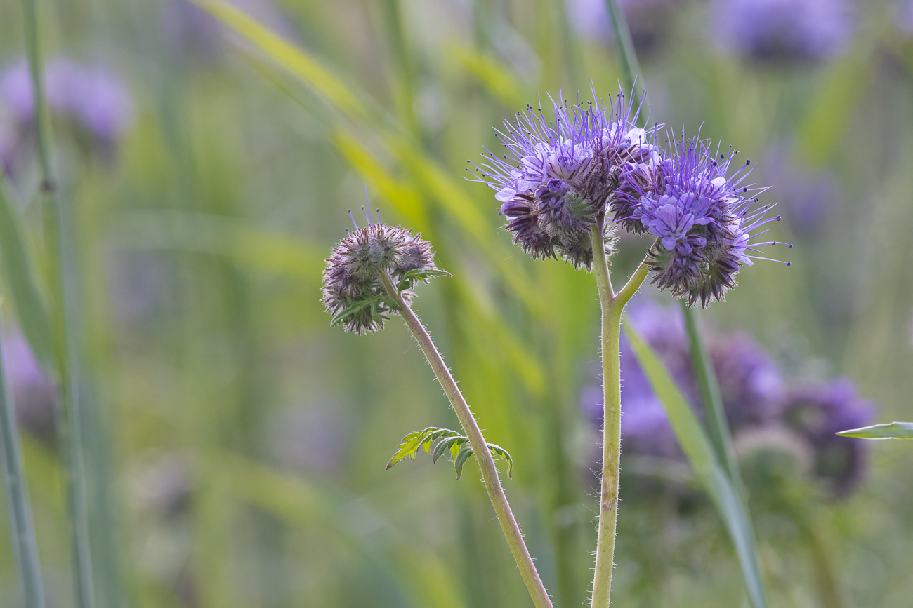 Rainfarn-Phazelie [Phacelia tanacetifolia], auch Büschelschön genannt