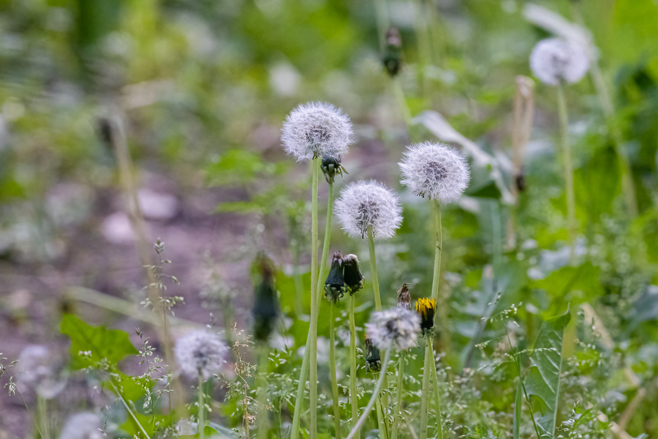 Gewöhnlicher Löwenzahn [Taraxacum Ruderalia], auch Wiesenlöwenzahn genannt