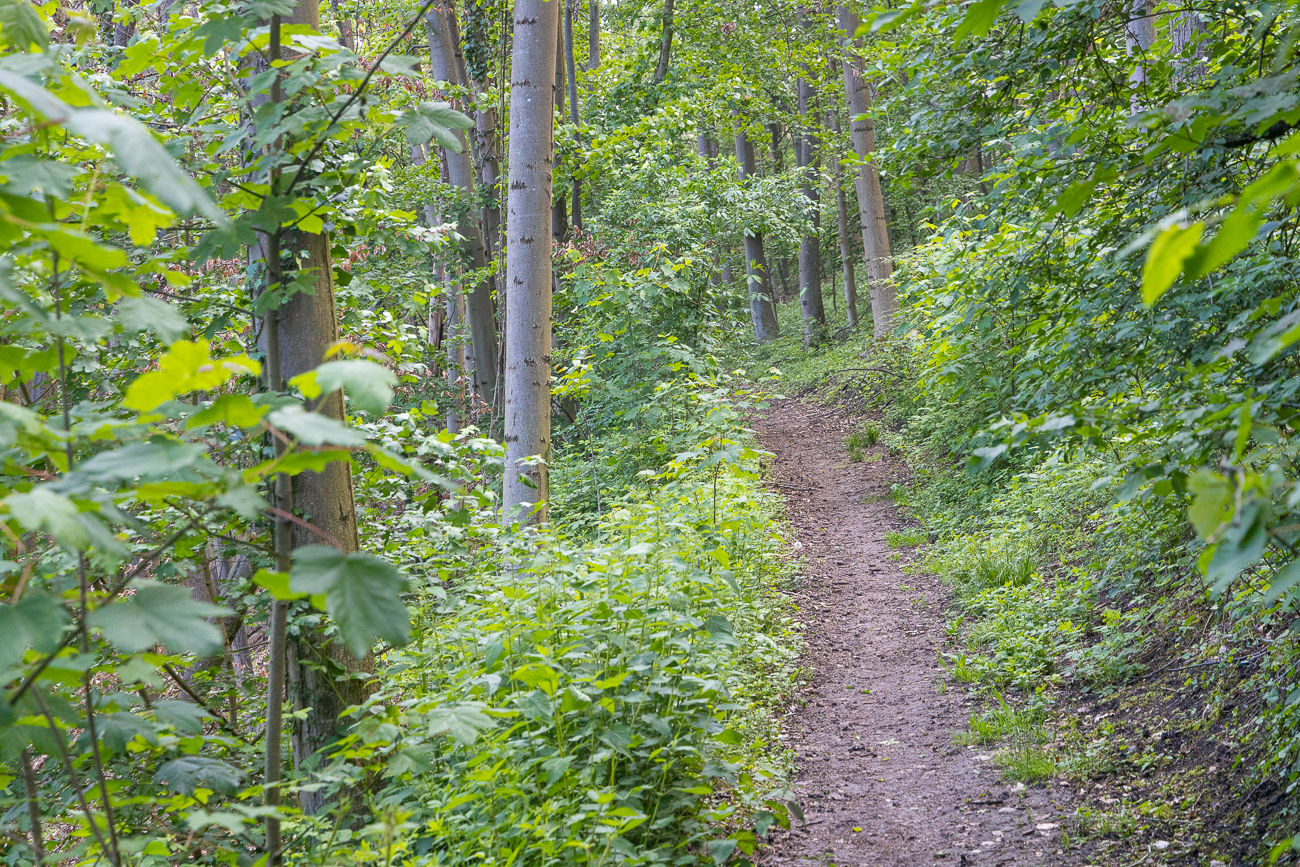 Pfad durch den Wald, endlich etwas windstiller