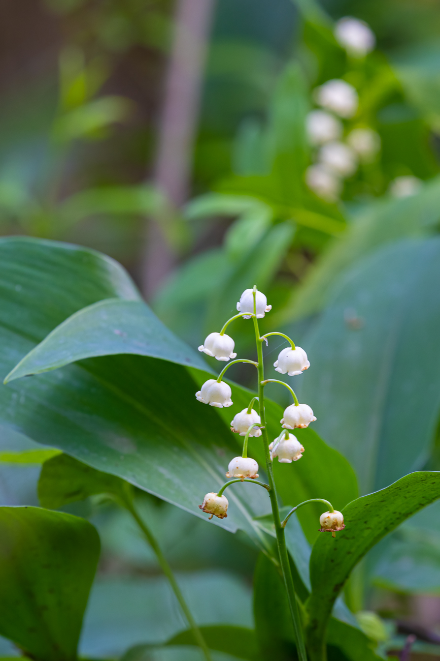 Maiglöckchen [Convallaria majalis]