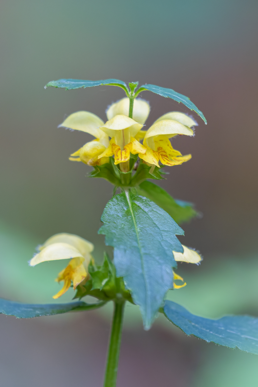 Gewöhnliche Goldnessel [Lamium galeobdolon]