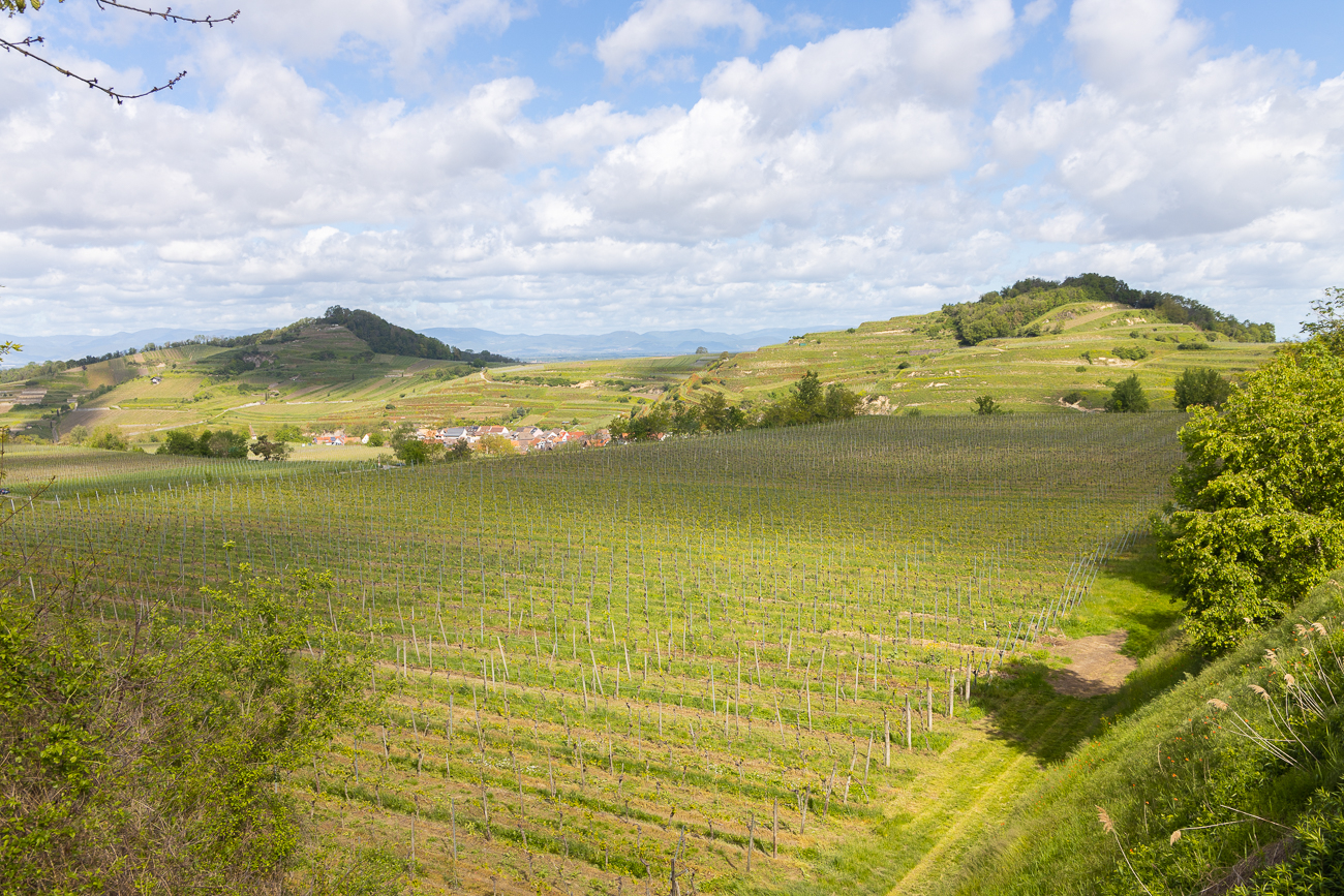 Weinberge