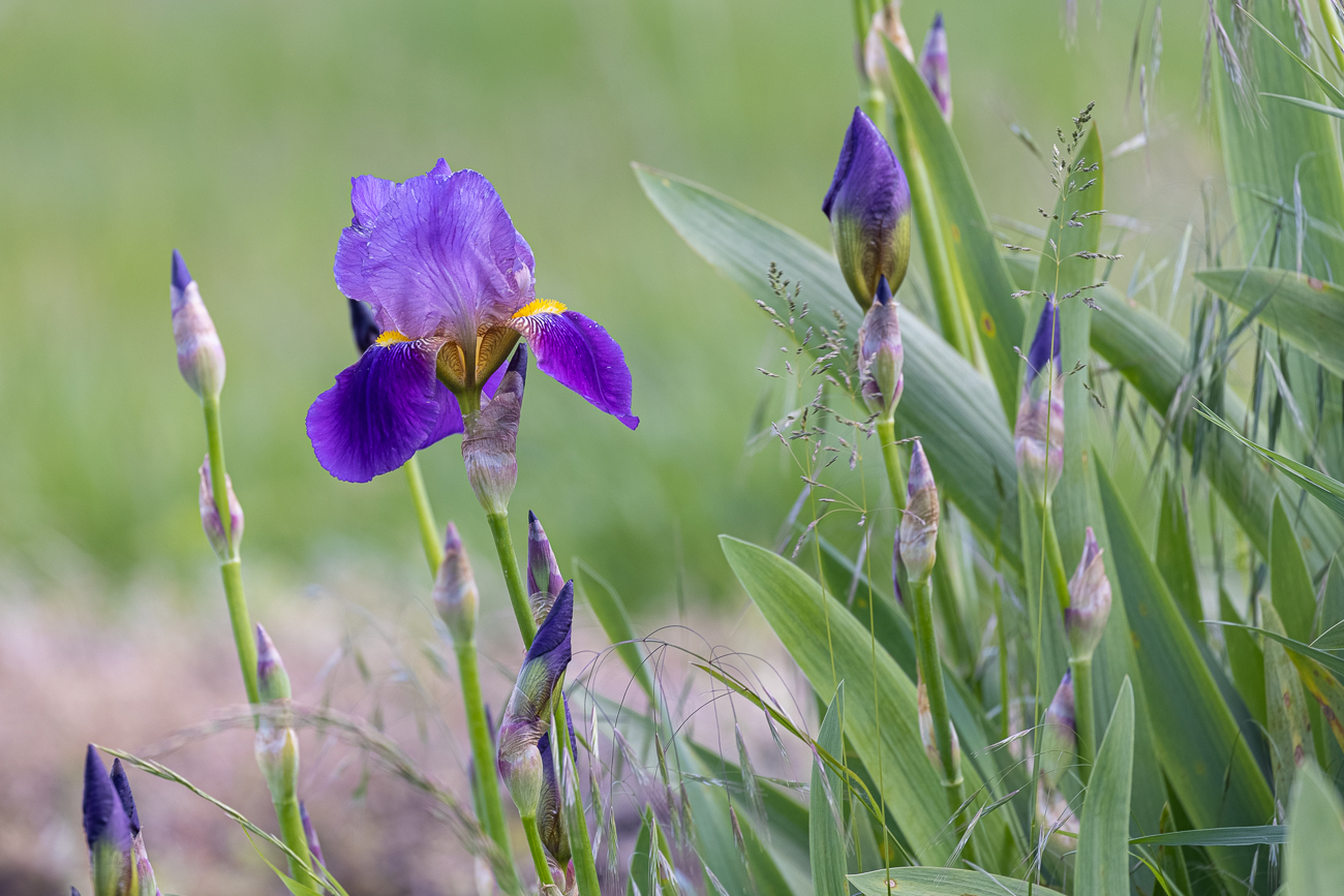 Deutsche Schwertlilie [Iris germanica]