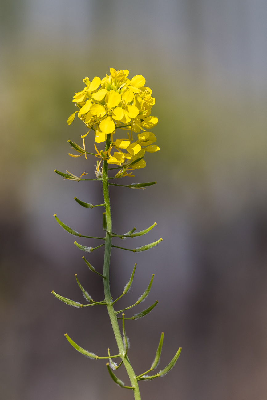 Raps [Brassica napus]