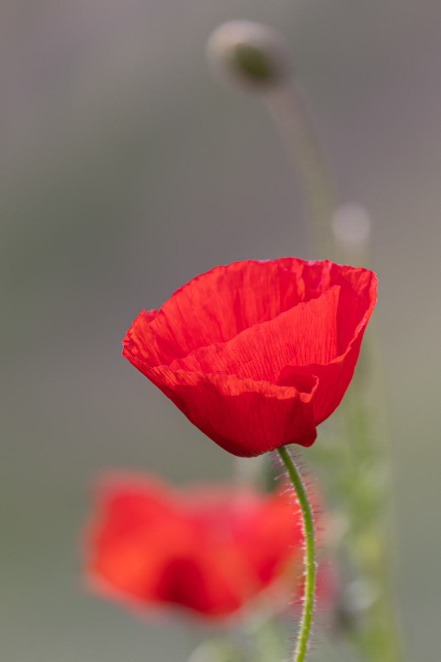 Klatschmohn [Papaver rhoeas]