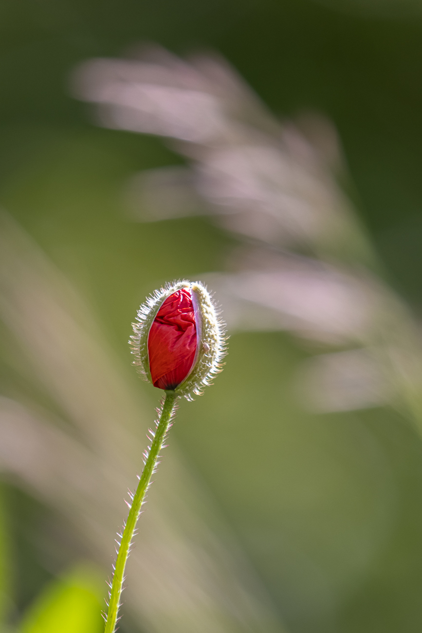 Sich öffnende Blüte des Klatschmohns