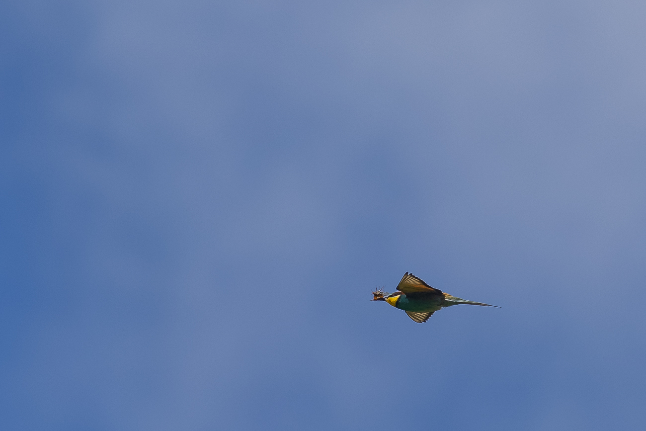 Bienenfresser mit Maikäfer im Schnabel