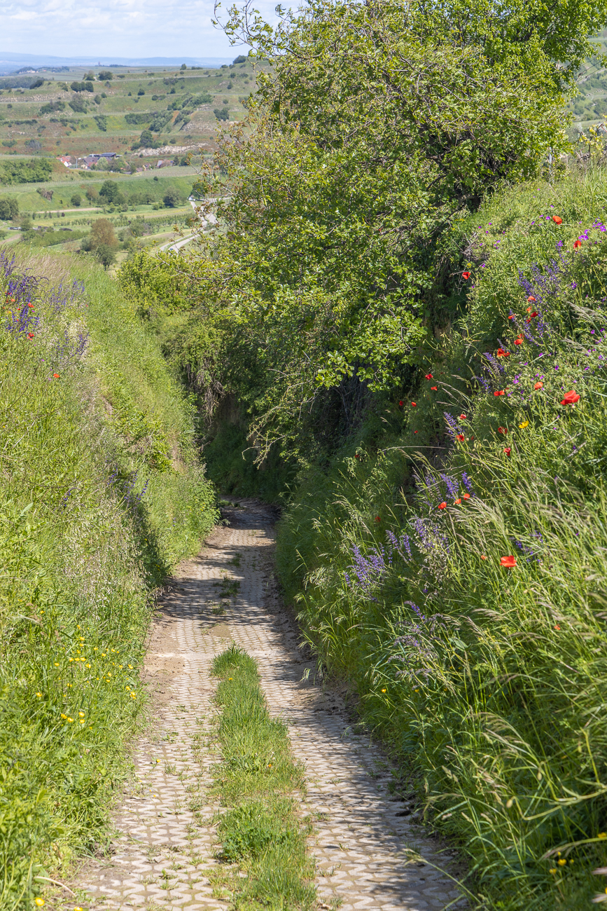 Hohle Gasse durch den Löß