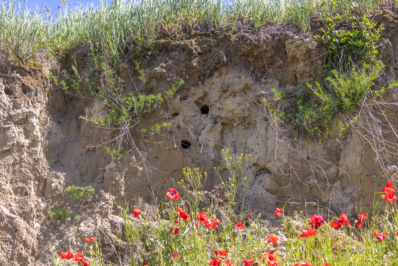 Solche Höhlen werden von Bienenfressern in die Lößwände gebaut