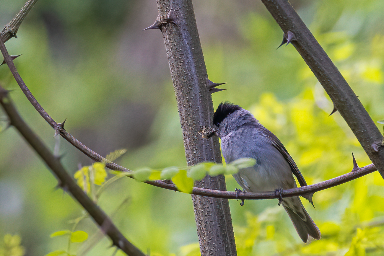 Nochmal die Mönchsgrasmücke