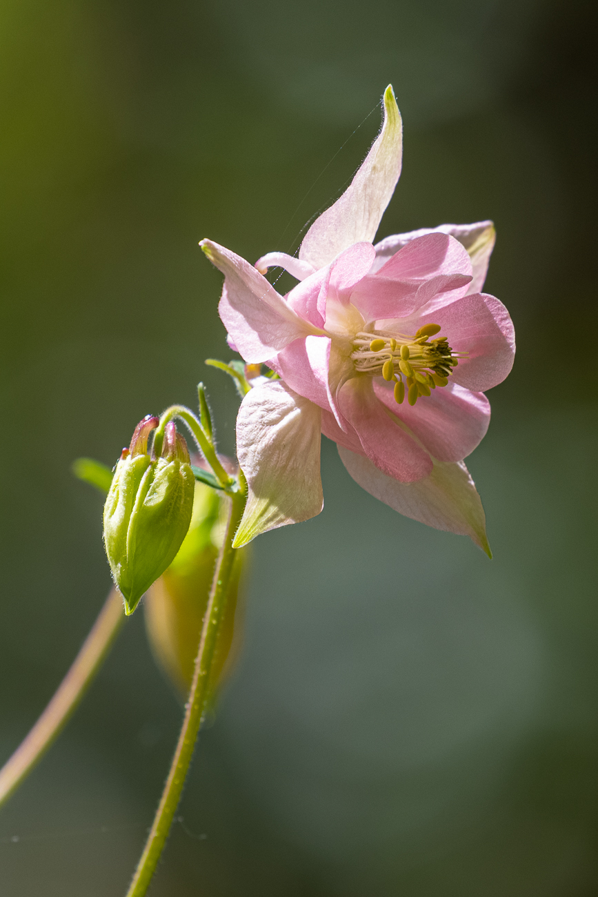 Gemeine Akelei oder Gewöhnliche Akelei [Aquilegia vulgaris]