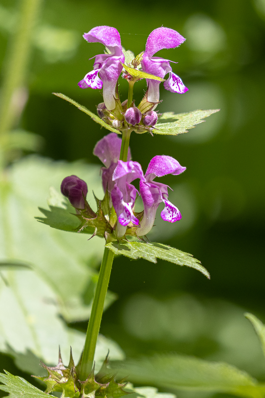 Gefleckte Taubnessel [Lamium maculatum]