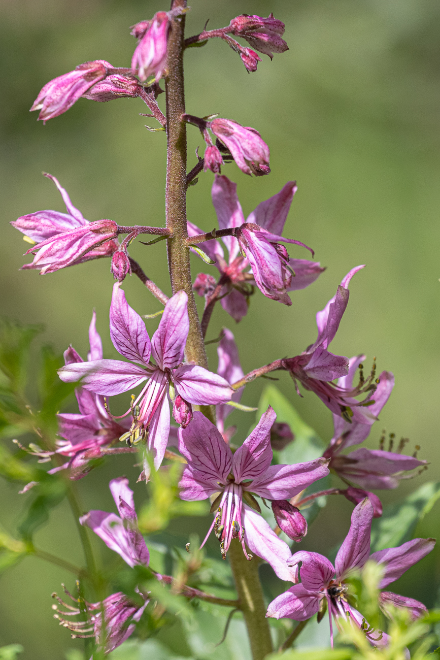 Diptam [Dictamnus albus], auch Aschwurz oder Brennender Busch genannt