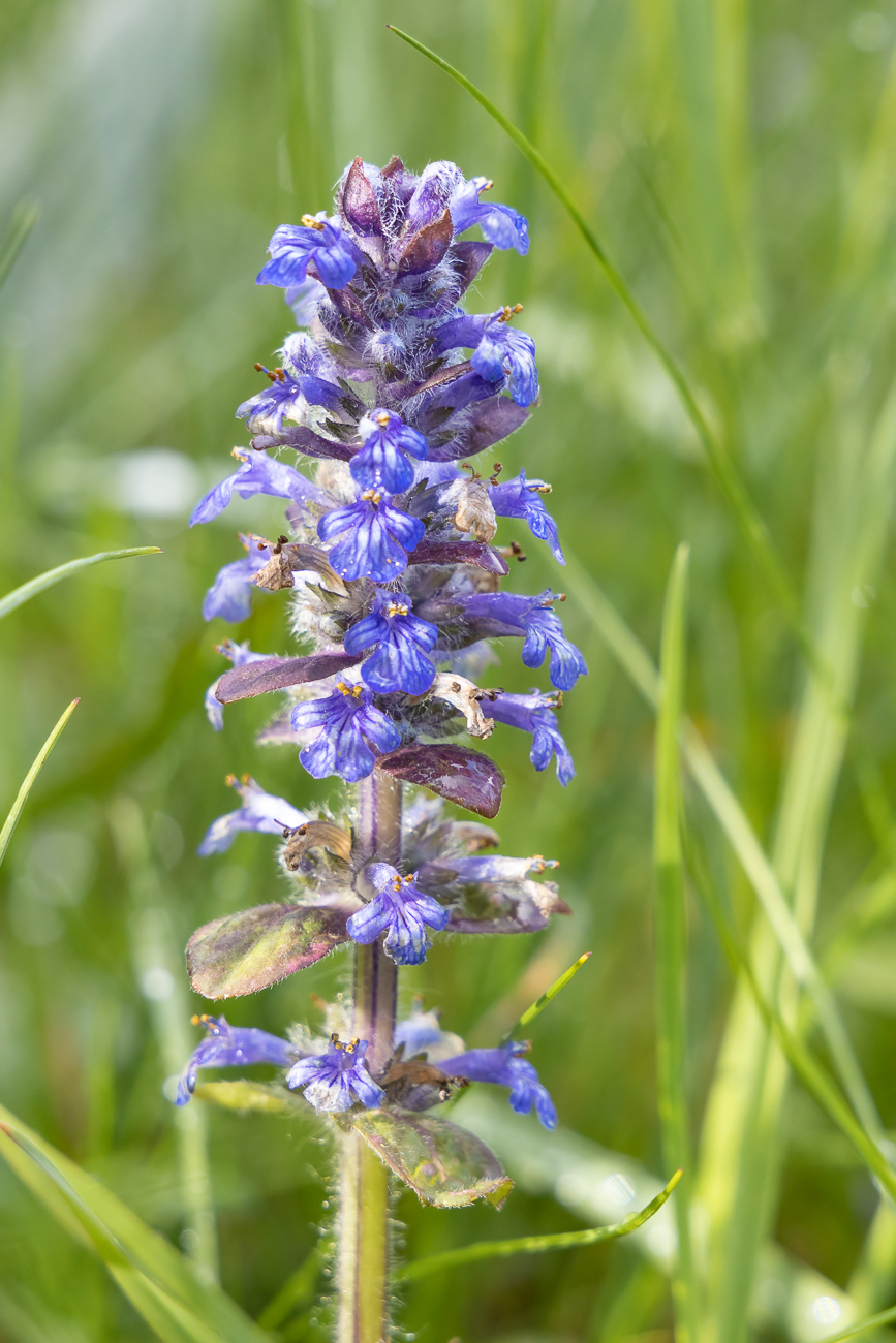 Kriechender Günsel [Ajuga reptans]