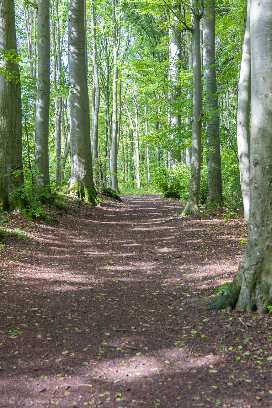 Zunächst führt der Weg durch einen Wald