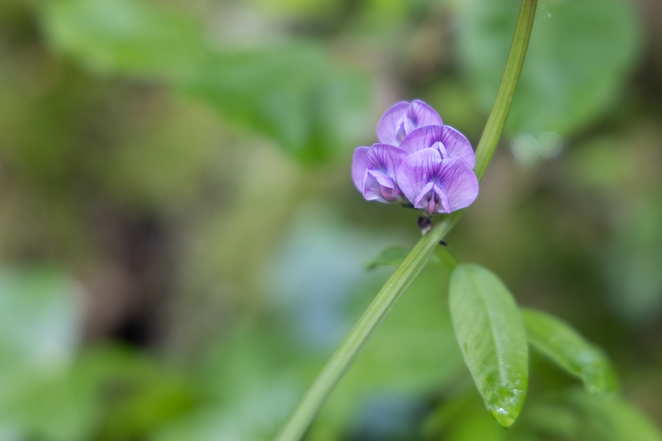 Zaun-Wicke [Vicia sepium]