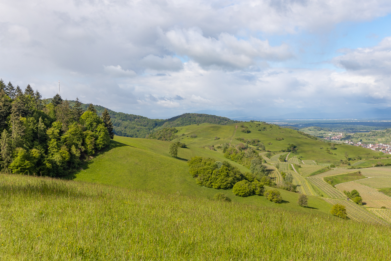 Die Orchideenwiesen, hoffentlich finden wir auch welche