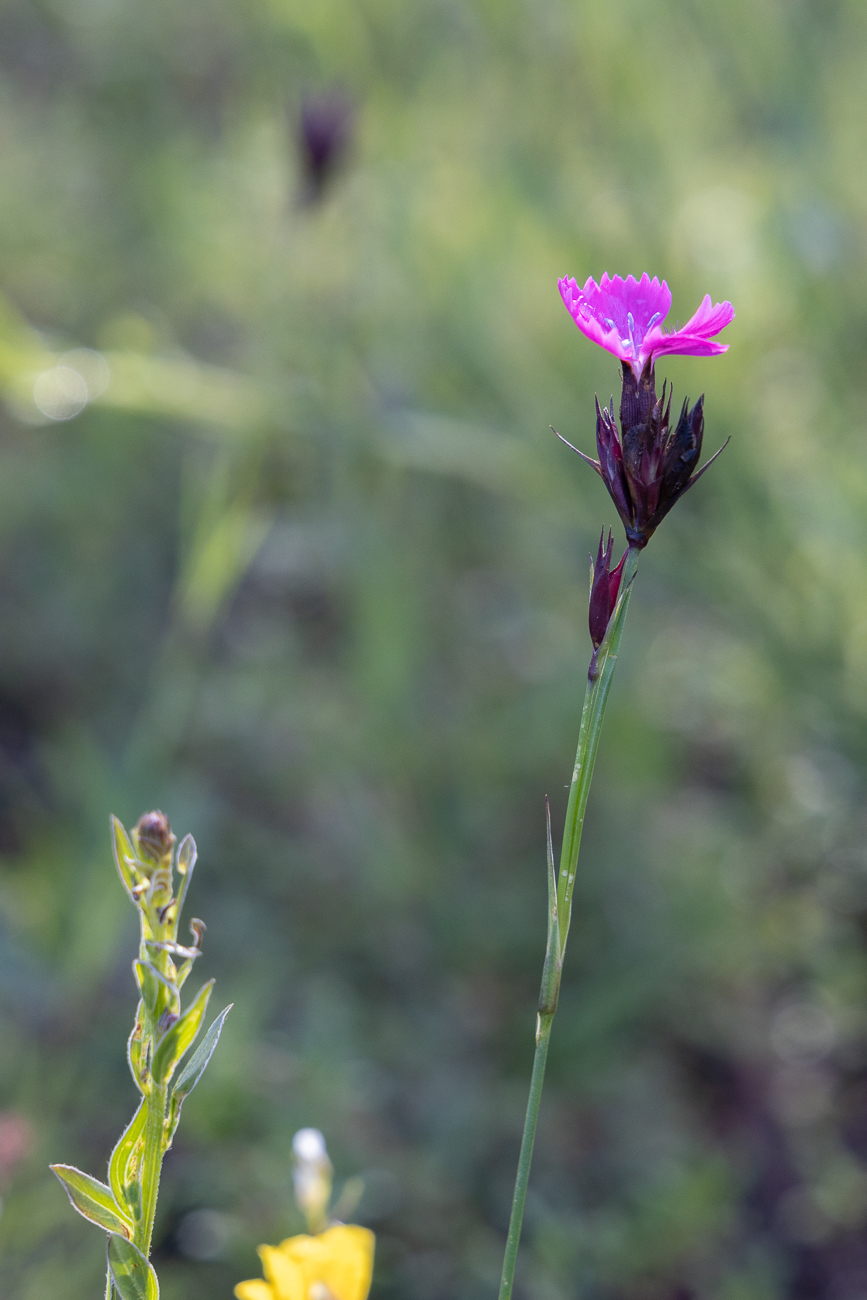Kart(h)äusernelke [Dianthus carthusianorum], in Österreich auch Steinnelke genannt