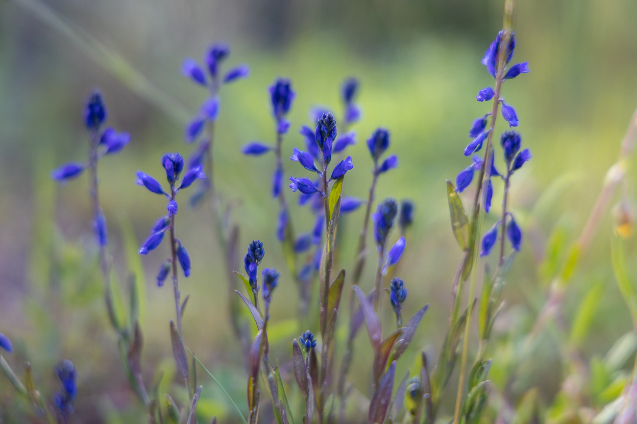 Gewöhnliche Kreuzblume [Polygala vulgaris]