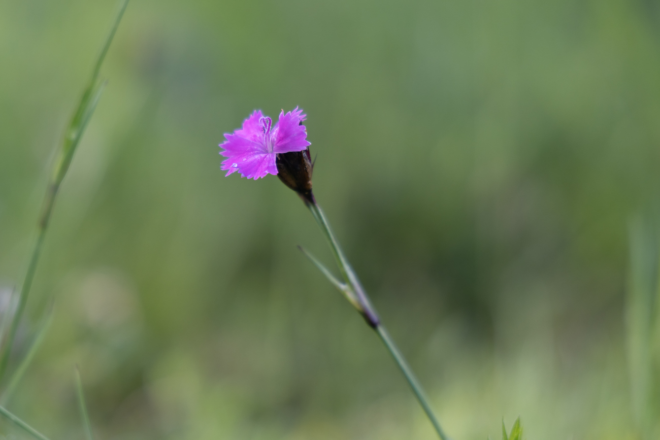 Kart(h)äusernelke [Dianthus carthusianorum]