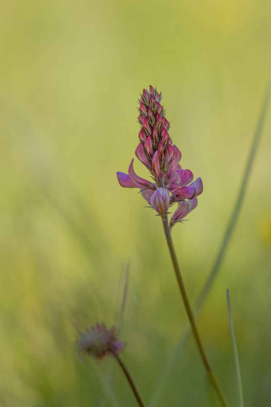 Esparsette [Onobrychis]