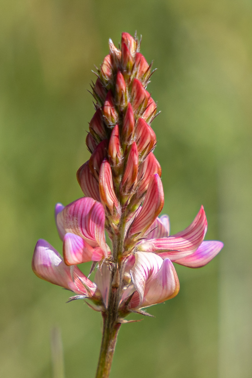 Esparsette [Onobrychis]