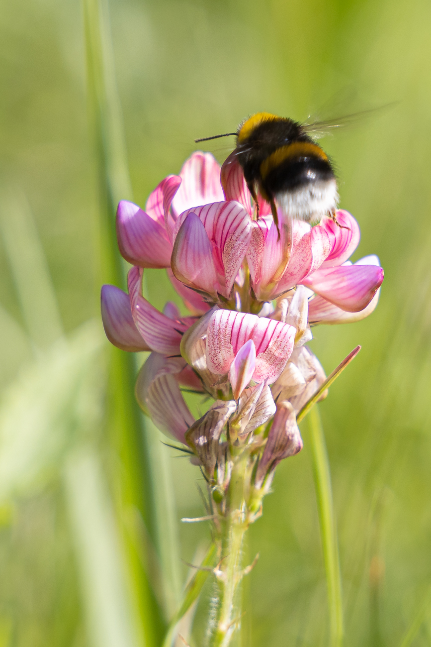 Maiglöckchen [Convallaria majalis]
