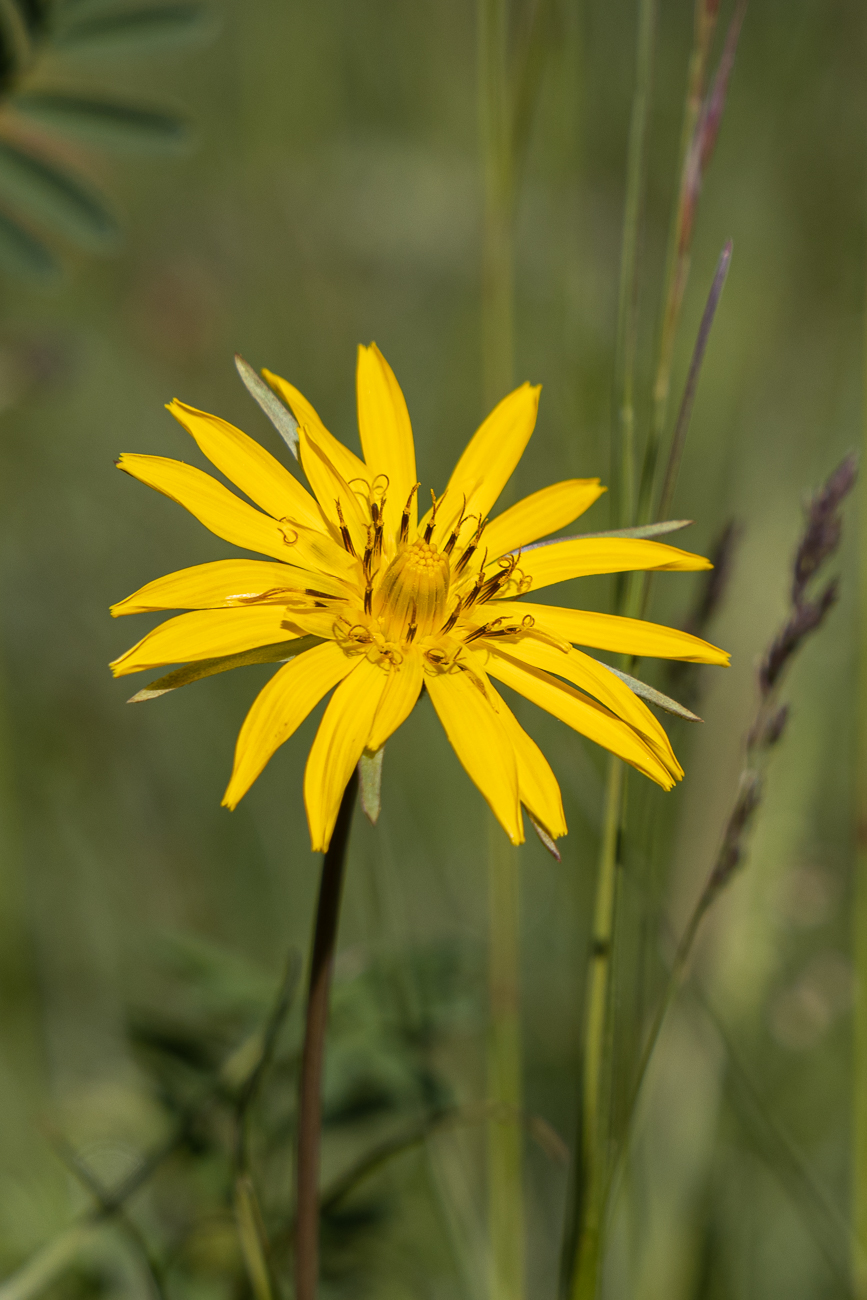 Wiesen-Bocksbart [Tragopogon pratensis]