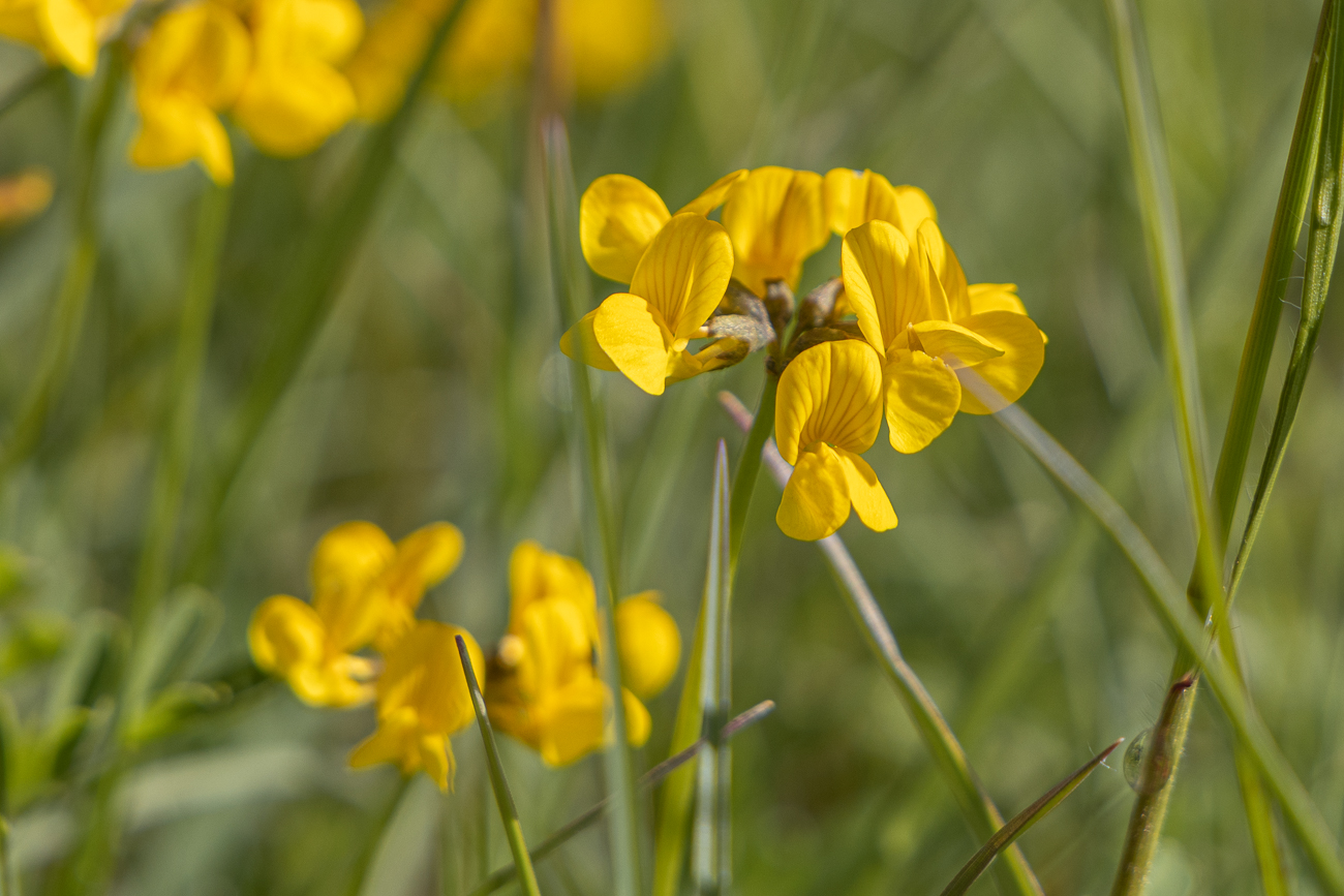 Gewöhnlicher Hufeisenklee [Hippocrepis comosa],