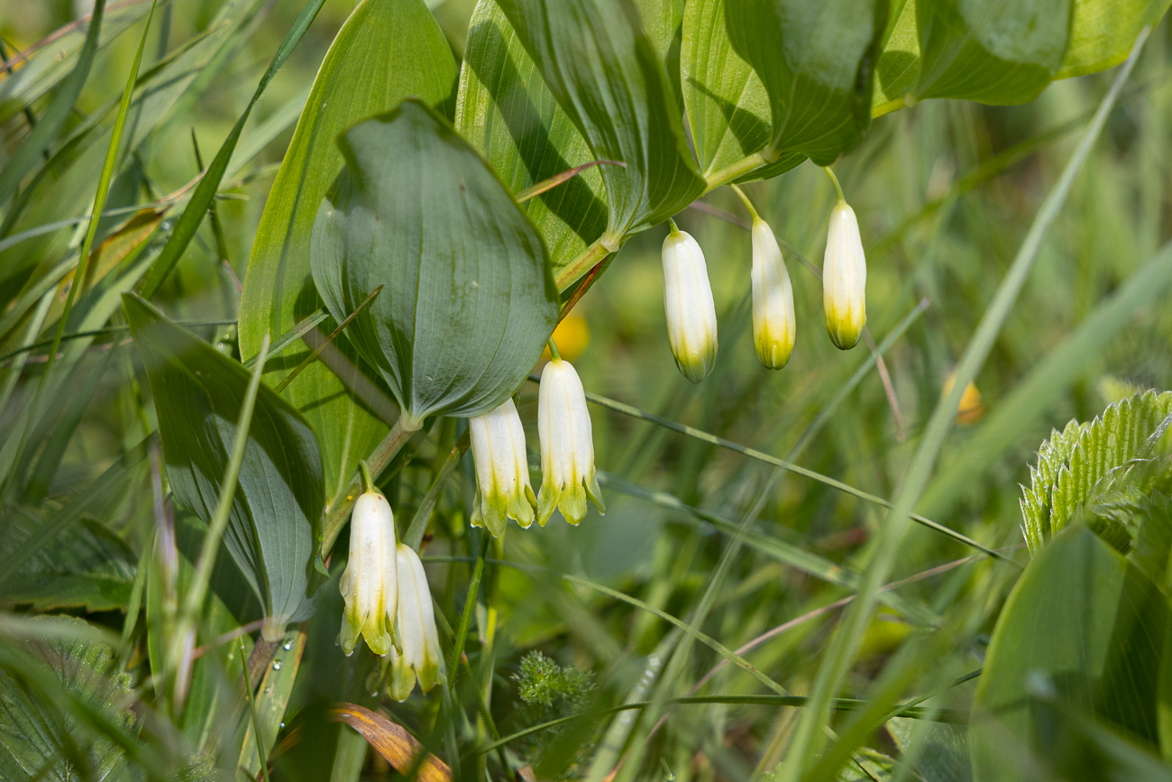 Echtes Salomonssiegel [Polygonatum odoratum], auch Wohlriechende Weißwurz oder Duftende Weißwurz genannt