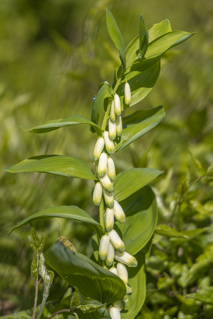 Echtes Salomonssiegel [Polygonatum odoratum], auch Wohlriechende Weißwurz oder Duftende Weißwurz genannt