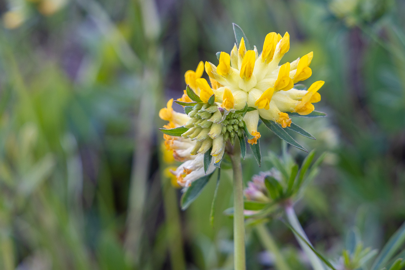 Echter Wundklee oder auch Tannenklee [Anthyllis vulneraria]