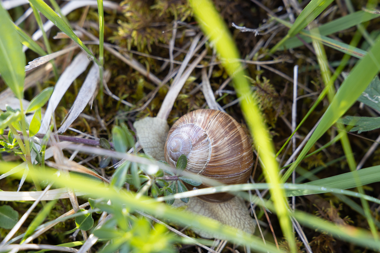 Schnecke