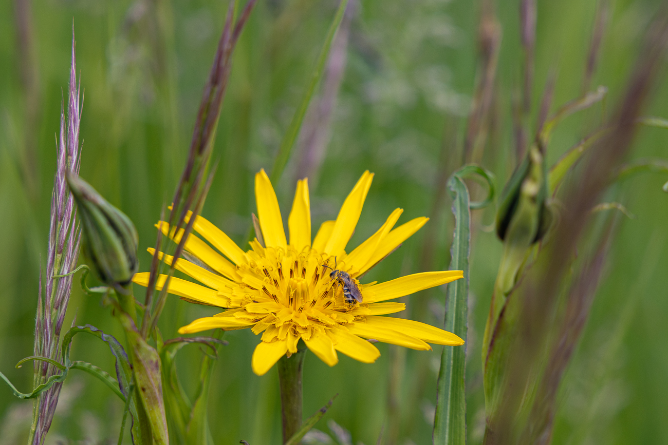 Wiesen-Bocksbart mit Besuch