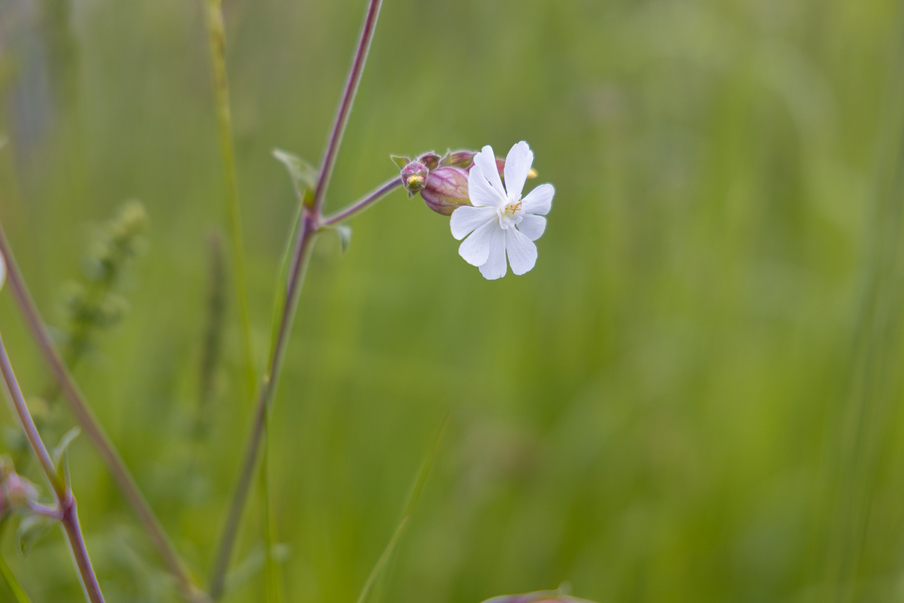Breitblättrige Lichtnelke [Silene latifolia]