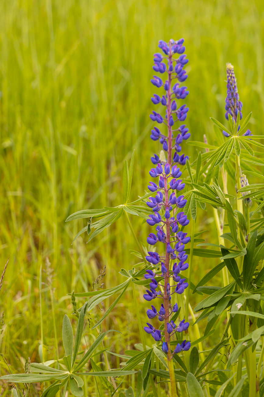 Garten-Lupine