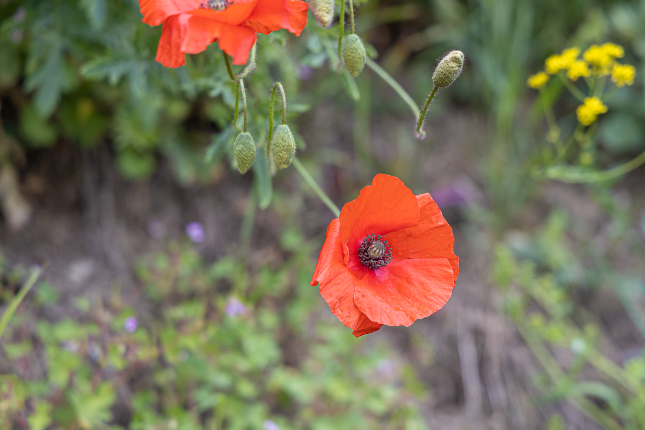 Klatschmohn