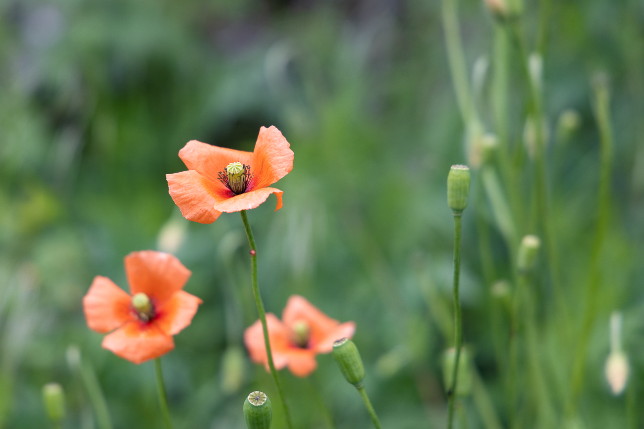 Klatschmohn