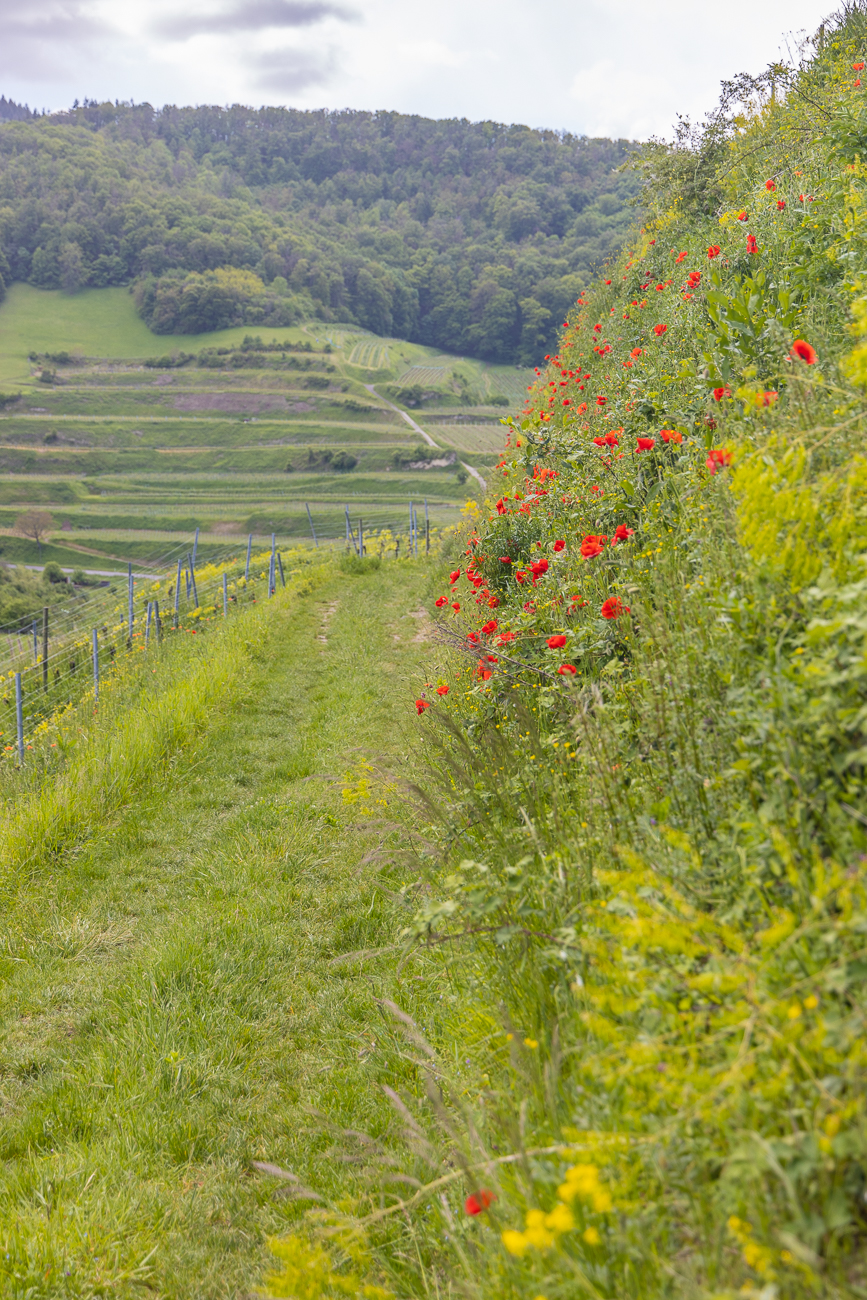 Noch mehr Mohn ...