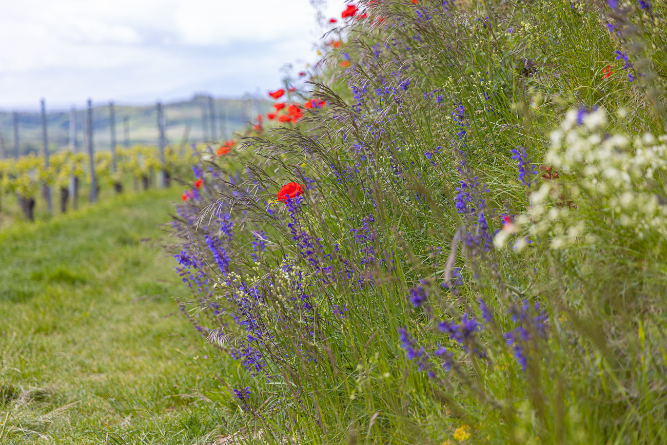 ... und auch Lupinen