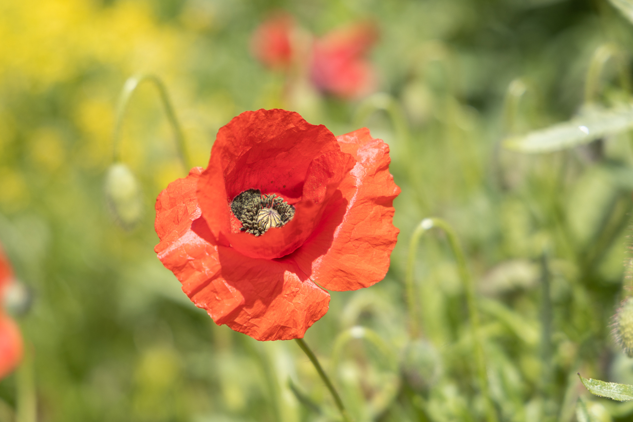 ... überhaupt Eidechsen finden?
