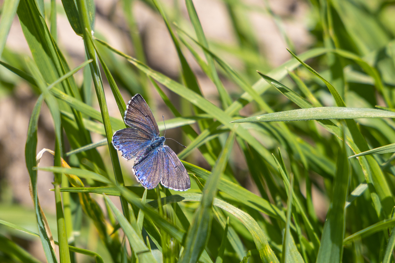 Zumindest einen Bläuling machen wir aus ...
