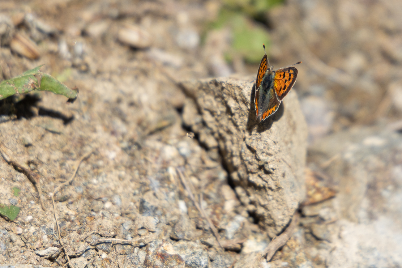 ... und einen Perlmutterfalter?