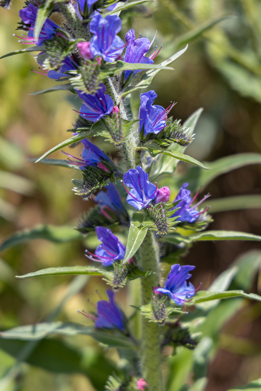 Gewöhnlicher Natternkopf oder Blauer Natternkopf [Echium vulgare]