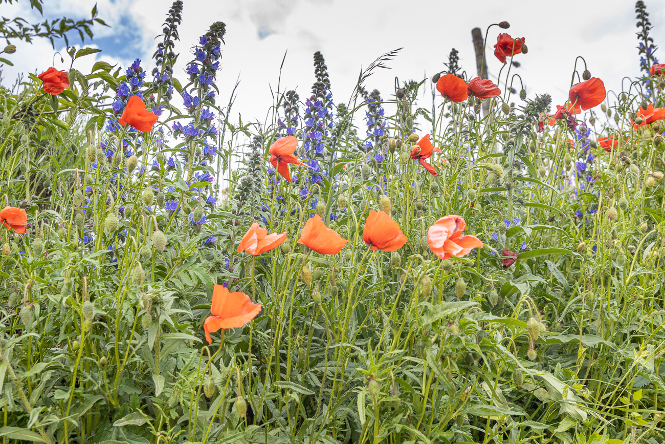 Dann geht es wieder mit Mohn und Natternköpfen weiter